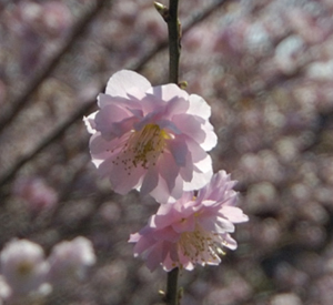 梅護寺「八房の梅」の花。2007年4月11日撮影