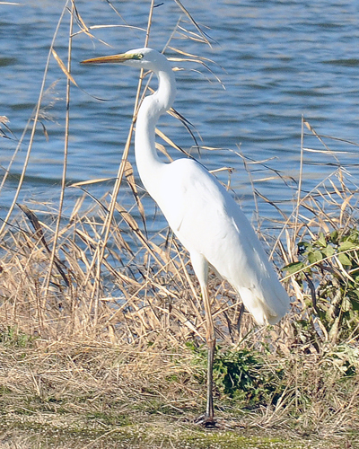 福島潟のチュウダイサギ?