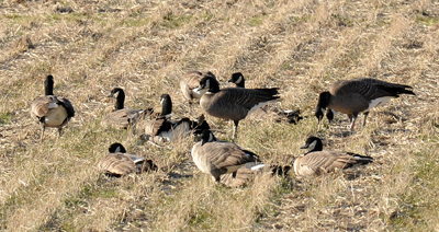 e̓cڂɔ򗈂VWEJK(Lesser Canada Goose)