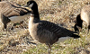 VWEJK(Lesser Canada Goose)