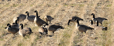 e̓cڂɔ򗈂VWEJK(Lesser Canada Goose)