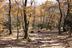 阿賀野市旧笹神村の観光スポット「いこいの森」秋の雑木林