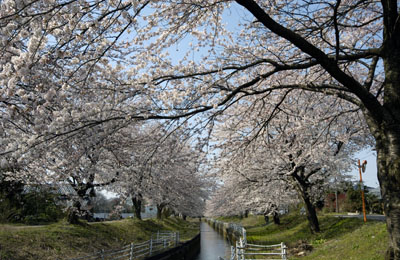 新江用水の桜