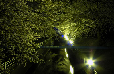 新江用水の夜桜