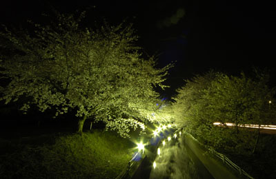 新江用水の夜桜