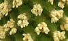 五泉市の水芭蕉の花