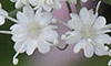 阿賀野市のセリモドキの花