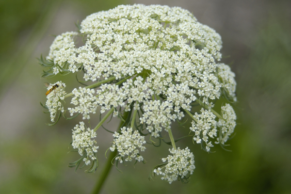 ニンジンの花 セリ科 Web Guide 阿賀野