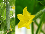 grow cucumber